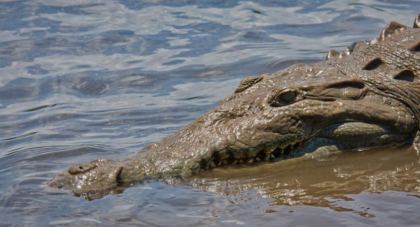 Crocodile Tour in Jaco, Costa Rica