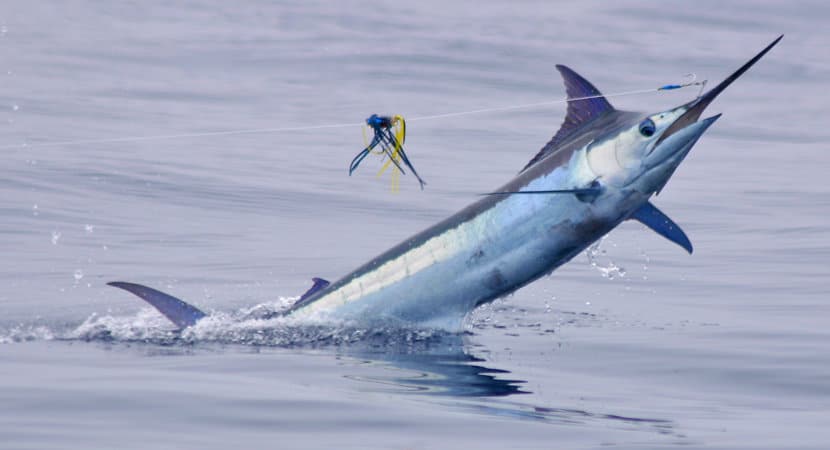 Sport Fishing in Jaco, Costa Rica